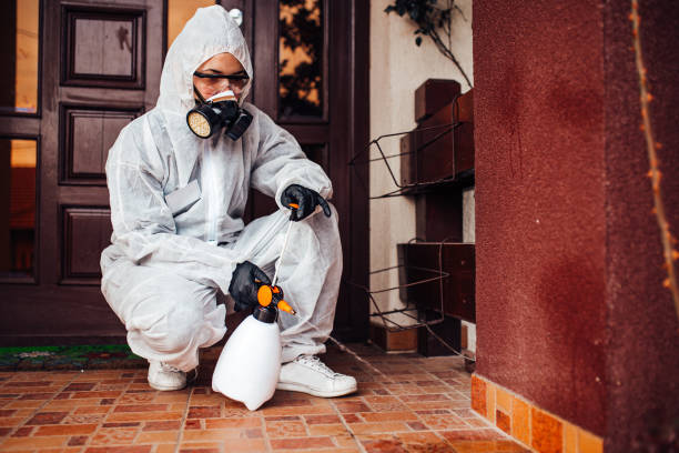 Reliable Wasp Removal contractor in Rhinelander, WI by Show Me Pest Control